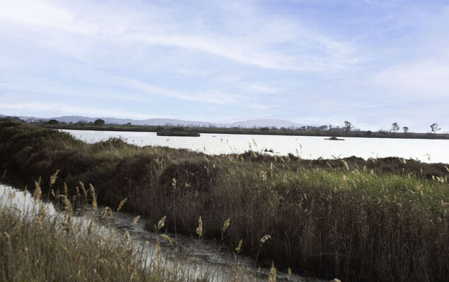 Port de La Gavine - Photo 23